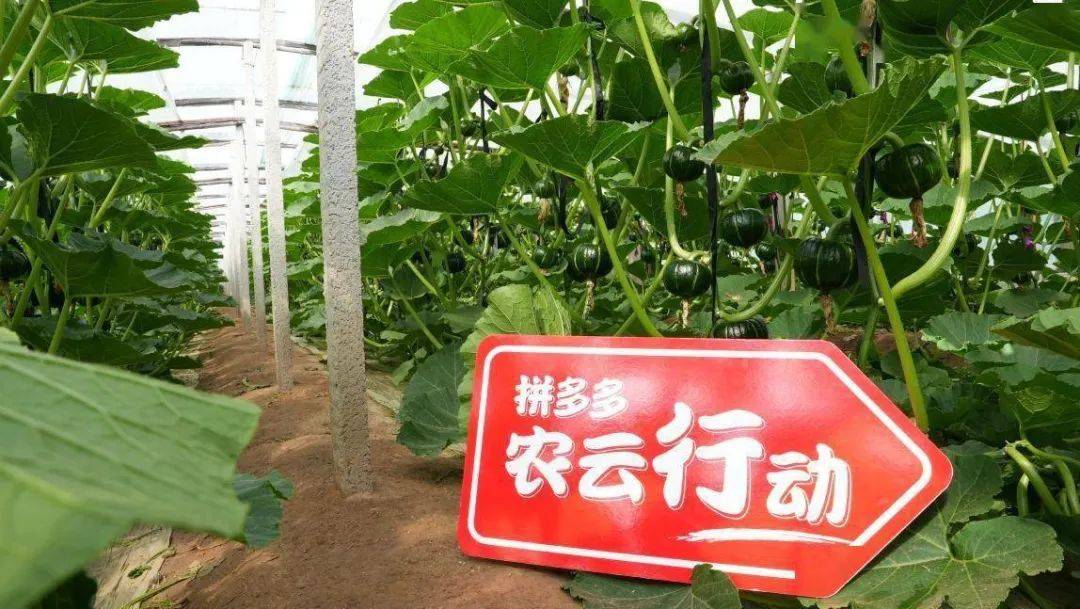 交出高增长成绩单，拼多多式消费升级为何大不同？-6.jpeg