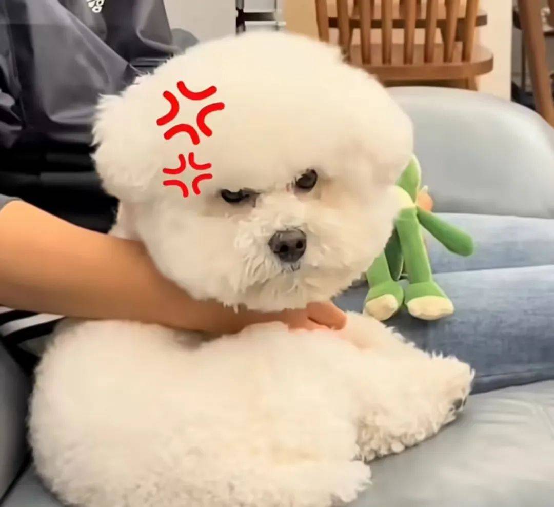 请羊驼直播，香飘飘的创意好抽象-8.jpeg