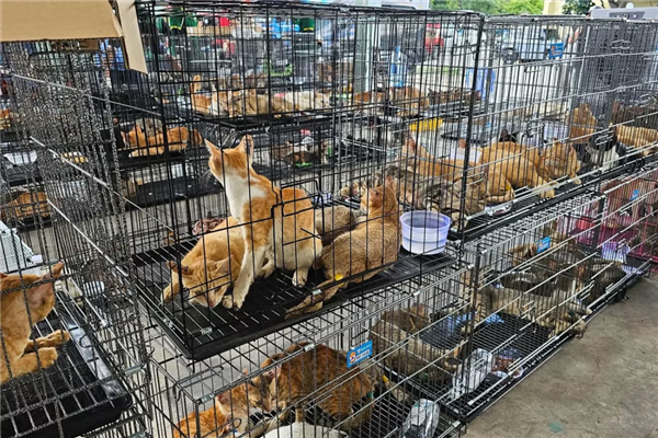黑猫肉价格最高!越南12人团伙盗卖2700只猫用来“吃”