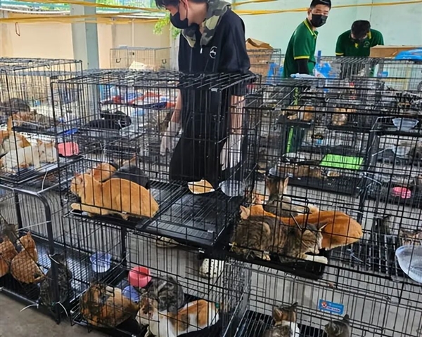 黑猫肉价格最高!越南12人团伙盗卖2700只猫用来“吃”