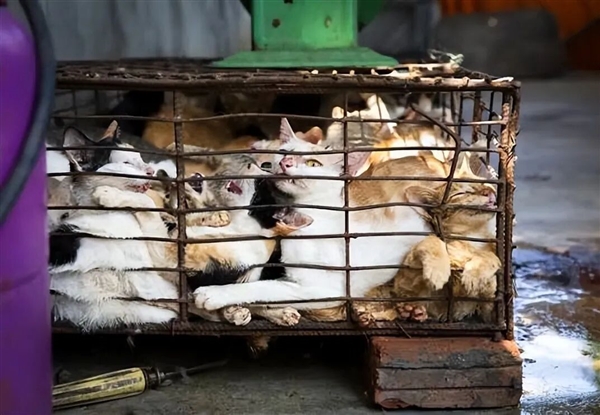 黑猫肉价格最高!越南12人团伙盗卖2700只猫用来“吃”