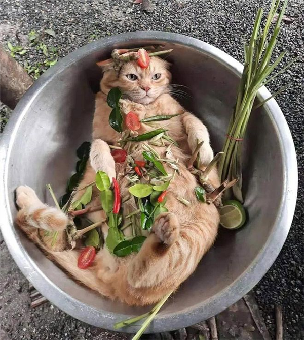 黑猫肉价格最高!越南12人团伙盗卖2700只猫用来“吃”